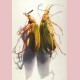 Twee gele bloemkevers
